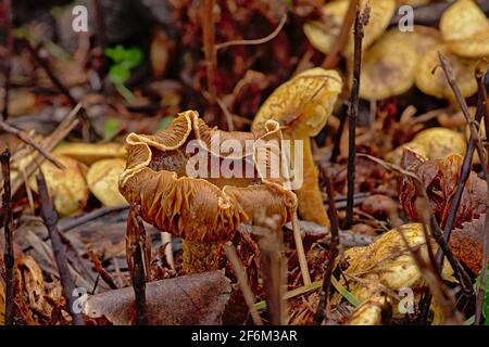 Vieux champignons chanterelles en décomposition avec bouchons courbes sur la forêt sol Banque D'Images