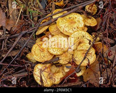 Vieux champignons chanterelles en décomposition avec bouchons courbes sur la forêt sol Banque D'Images