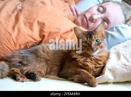 Le chat doux rouge de la race somalienne se trouve sur le lit à côté d'une femme dormant Banque D'Images