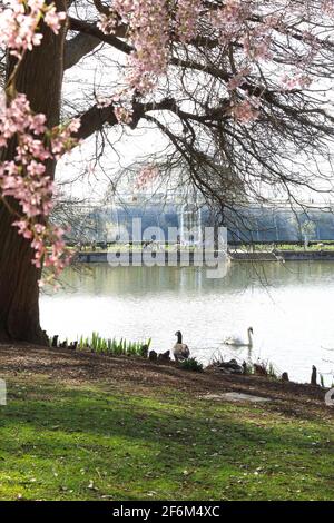 Au printemps, des fleurs encadrent le Palm House de l'autre côté du lac à Kew Gardens, dans le sud-ouest de Londres, au Royaume-Uni Banque D'Images