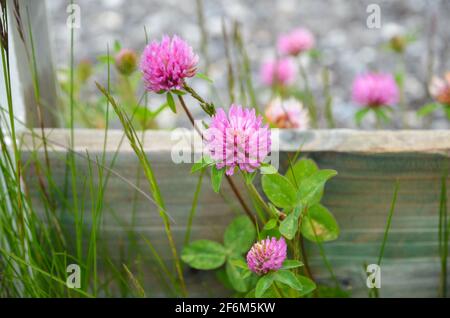 Innsbruck, Autriche - 05/30/2013: Trèfle en fleurs dans le parc du musée des mondes de cristal Swarovski. Le trèfle de miel fleurit généralement en mai. Banque D'Images