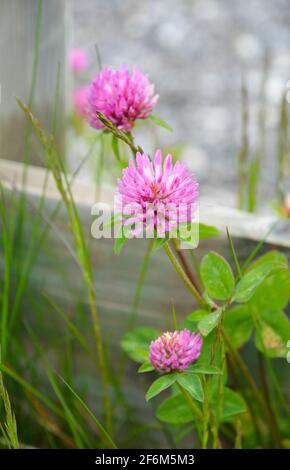 Innsbruck, Autriche - 05/30/2013: Trèfle en fleurs dans le parc du musée des mondes de cristal Swarovski. Le trèfle de miel fleurit généralement en mai. Banque D'Images