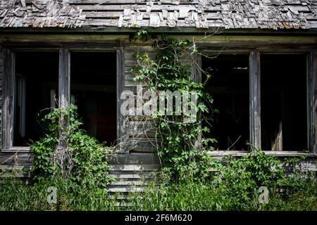 Ivy et les mauvaises herbes surcultivant une ancienne propriété en bois Banque D'Images