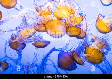 Chrysaora fuscescens est un scyphozoa flottant commun qui vit dans l'océan Pacifique, et est communément connu sous le nom de Pacific Sea Nettle ou West Banque D'Images