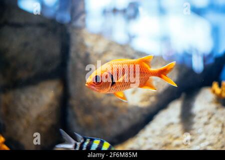 Poissons d'or nageant dans un aquarium Banque D'Images