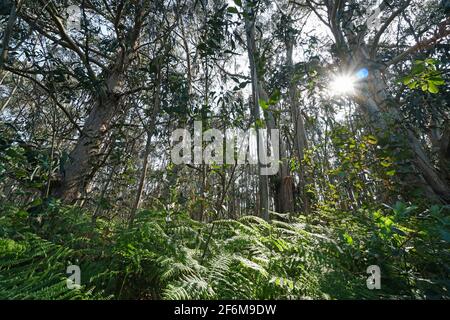 Forêt d'eucalyptus avec fougères et soleil à travers le feuillage, Galice, Espagne, Bueu, province de Pontevedra Banque D'Images