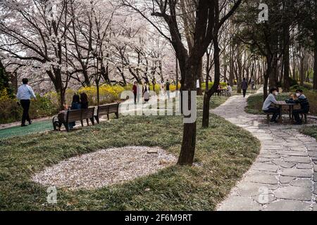 Séoul, Corée du Sud. 1er avril 2021. Les personnes portant un masque facial se trouvent sous les cerisiers en fleurs à Séoul. Saison des cerisiers en fleurs en Corée du Sud, au milieu du coronavirus. (Photo de Simon Shin/SOPA Images/Sipa USA) Credit: SIPA USA/Alay Live News Banque D'Images