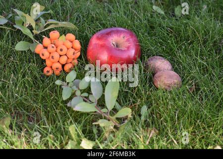 Jardin en automne Banque D'Images