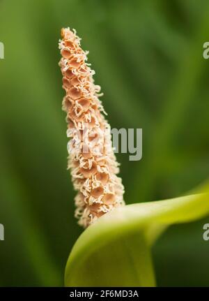 Anturium veitchii - détail de la fleur du roi Anturia Banque D'Images