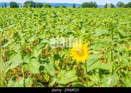 Un tournesol solitaire se distingue dans un champ de tournesols dans la campagne près de la célèbre ville d'Assise, Ombrie, Italie Banque D'Images