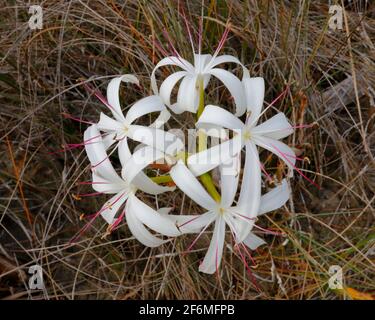 Lily à cordes, crinum americanum, qui grandit dans les everglades de Floride. Banque D'Images
