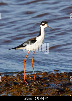 Un stilt à col noir , Himantopus mexicanus, fourrager dans un marais. Banque D'Images