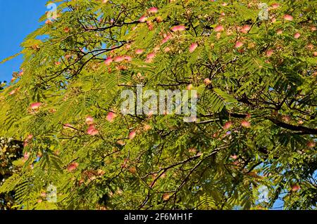 Albizia julibrissin Durazz ou Perse, mimosa avec de belles fleurs à Nisovo, Bulgarie Banque D'Images