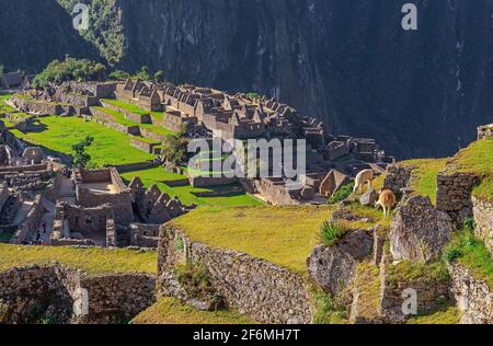 Deux lamas (lama glama) mangeant de l'herbe sur les terrasses agricoles de Machu Picchu, Cusco, Pérou. Banque D'Images