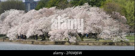 Washington DC, États-Unis. 1er avril 2021. Certains des 3,000 cerisiers en fleurs du bassin de Tidal à Washington DC sont présentés le jeudi 1er avril 2021. (Image de crédit : © Mark HertzbergZUMA Wire) Banque D'Images