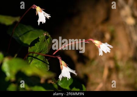 Oconee Bells (Shortia galacifolia) - État d'Holmes Forest, Hendersonville, Caroline du Nord, USA Banque D'Images