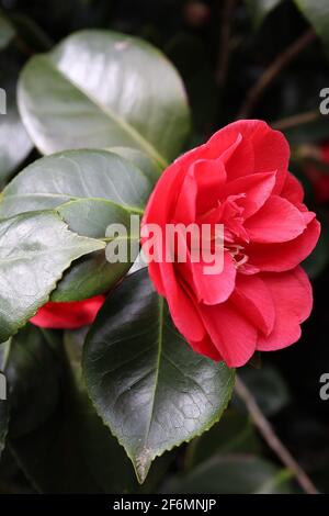 Camellia japonica «Hidnight» Camellia Midnight – petite forme semi-double ou anémone de fleurs rouges, avril, Angleterre, Royaume-Uni Banque D'Images