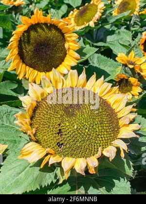 Gros plan de la tête de tournesol pendant la journée ensoleillée. Champ de tournesols Banque D'Images