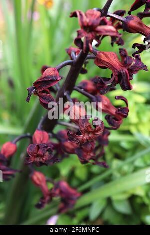 Jacinthus ‘dimension de la marque’ jacinthe dimension sombre – fleur pourpre noire avec des bords violets profonds, avril, Angleterre, Royaume-Uni Banque D'Images