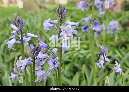 Jacinthoides hispanica «Excelsior» cloches espagnoles – fleurs en forme de bélier mauve pâle à rayures bleues, avril, Angleterre, Royaume-Uni Banque D'Images