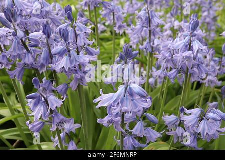 Jacinthoides hispanica «Excelsior» cloches espagnoles – fleurs en forme de bélier mauve pâle à rayures bleues, avril, Angleterre, Royaume-Uni Banque D'Images