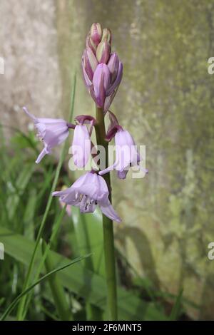 Jacinthoides hispanica «Excelsior» cloches espagnoles – fleurs en forme de bélier mauve pâle à rayures bleues, avril, Angleterre, Royaume-Uni Banque D'Images