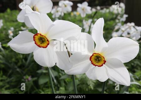 Narcisse / Daffodil Poeticus var. Recurvus Division 13 Nom botanique daffodil de l'œil du vieux faisan – pétales blancs et petite tasse jaune avec rebord rouge, Banque D'Images