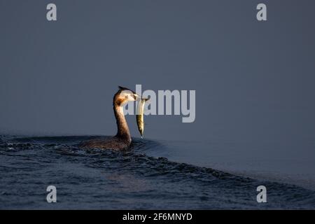 Grand Grebe à crête avec brochet Banque D'Images