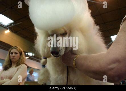 'YALL AIRWOLF', AKA ROCKIE, UN POODLE STANDARD EST PRÉPARÉ POUR LE JOUR 2 DU SPECTACLE DE CHIENS CRUFTS AU NEC À BIRMINGHAM.11 MARS 2005 PILSTON Banque D'Images