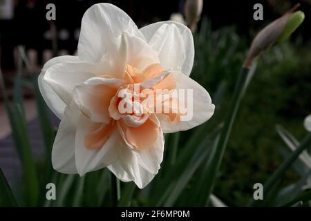 Narcissus / Daffodil 'emplete' Division 4 doubles jonquilles pétales blancs avec des segments intérieurs rose corail et blanc, avril, Angleterre, Royaume-Uni Banque D'Images