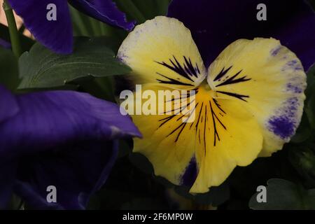 Violette cornuta ‘lumière nocturne’ Pansy Midnight Glow – Pansy tricolore avec pétales avant jaunes et bords marbrurés violets et pétales postérieurs noirs, Banque D'Images