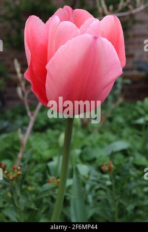 Tulipa ‘Pink impression’ hybride Darwin 4 Pink impression tulipe - fleurs roses profondes, larges bords roses pâle, avril, Angleterre, Royaume-Uni Banque D'Images