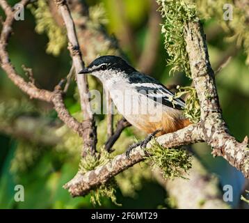 Triller varié (Laliage leucomela) perché sur une branche mossy, Carmila Beach, près de Sarina, Queensland, Queensland, Australie Banque D'Images