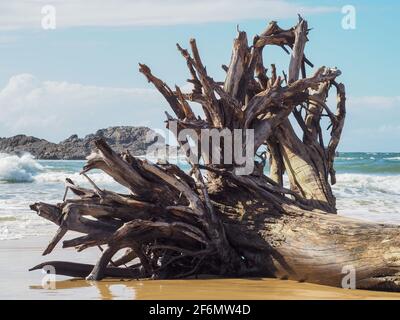 Un arbre déraciné s'est échoué sur la plage Banque D'Images