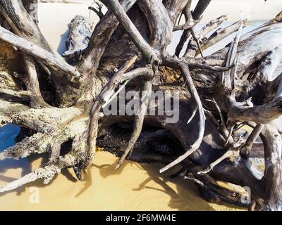 Gros plan des racines de l'arbre mort déraciné lavé sur la plage après des tempêtes et des pluies torrentielles, du bois de drift Banque D'Images