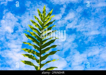 Vert luxuriant et jaune fougère contre ciel bleu ciel nuageux d'été. Frondes d'arbres avec ciel bleu Banque D'Images