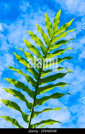 Vert luxuriant et jaune fougère contre ciel bleu ciel nuageux d'été. Frondes d'arbres avec ciel bleu Banque D'Images