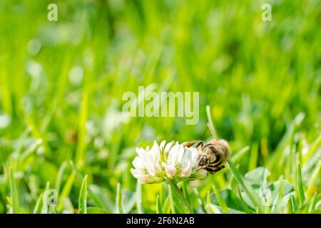 Abeille furie buvant le nectar d'une fleur de trèfle blanche pendant une journée d'été Banque D'Images