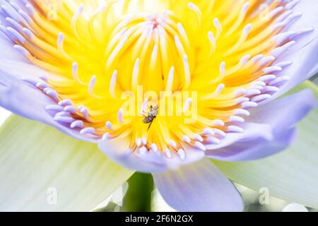 Fleur de lotus brillante avec centre jaune et lumineux Banque D'Images