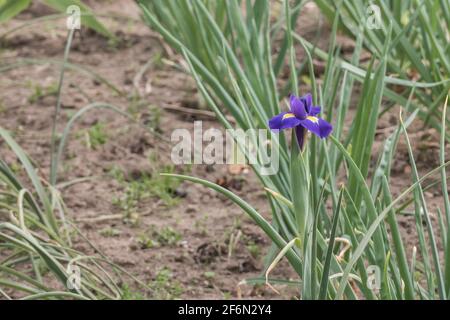 Fleur Iris Hollandica ou Professeur Blaauw dans une ferme cultivée Banque D'Images