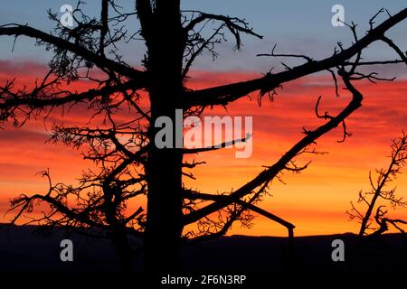 Lever du soleil nain du genévrier occidental (Juniperus occidentalis), parc national d'Ochoco Viewpoint, Prineville, Oregon Banque D'Images