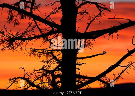 Lever du soleil nain du genévrier occidental (Juniperus occidentalis), parc national d'Ochoco Viewpoint, Prineville, Oregon Banque D'Images