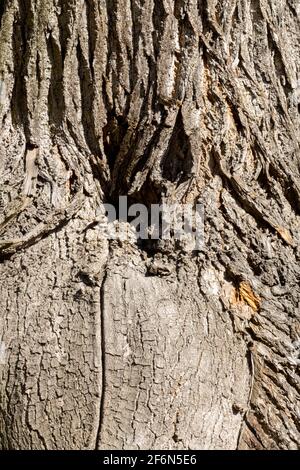 La texture de l'écorce des arbres Banque D'Images