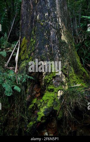 Un grand vieux arbre de gomme se dresse sur le côté de la piste dans la réserve de Badger Creek, près de Healesville, dans le Victoria. Ce géant de la forêt montre des signes de feu. Banque D'Images