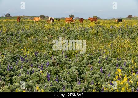 Vue pastorale. Vaches paissant sur un champ de fleurs contre le fond du ciel Banque D'Images