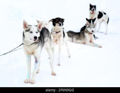 Les membres de l'équipe de chiens de traîneau Husky sibériens se trouvent sur un terrain enneigé près de la forêt hivernale, en février, dans le cercle polaire arctique, à Alta, en Norvège. Banque D'Images