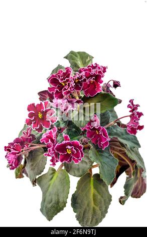 Belle Saintpaulia, isolée de violet africain ou d'Uzambara. Fleurs intérieures violettes variété poudre Keg avec bordure blanche sur les bords des pétales ondulés close-u Banque D'Images