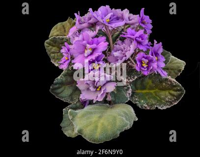 Belle Saintpaulia, violet africain ou Uzambara isolé sur le noir. Fleurs intérieures en terry violet clair avec feuilles variégées en gros plan. Fleurs naturelles Banque D'Images