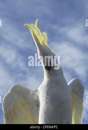 Gros plan Portrait d'un Cockatoo à crête de soufre posant pour le Caméra avec ses ailes à moitié étalées Banque D'Images