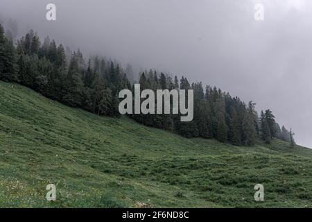 Forêt de brouillard sur le mont Jenner en Allemagne Banque D'Images